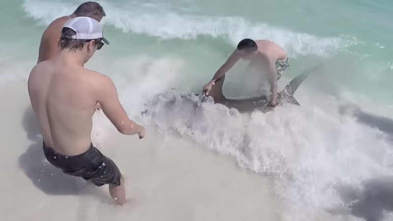  Смелые парни кинулись спасать акулу (видео)