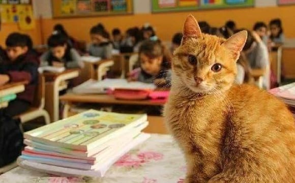  Оказывается, коты ученые существуют. И учатся они в турецких школах.