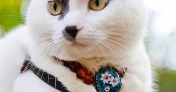  Стильный и умный кот, которого хозяин не продал даже за полмиллиона рублей