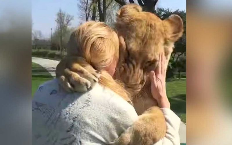  Трогательная встреча львов со своей спасительницей. Они не виделись семь лет.