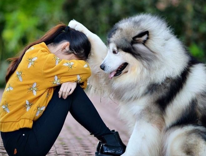  Фотографии, доказывающие, что собаки способны любить