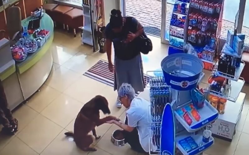 Собачка зашла в аптеку и попросила помочь ей