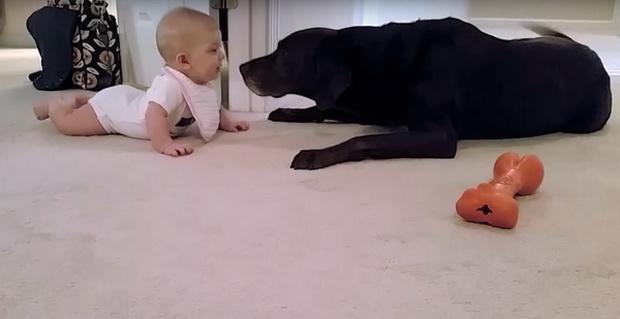  Собачка не смогла равнодушно смотреть, как малыш пытается приползти к ней. Такая милость!