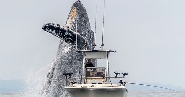  Перед рыбаками из воды выпрыгнул огромный кит! Видео набрало огромные просмотры