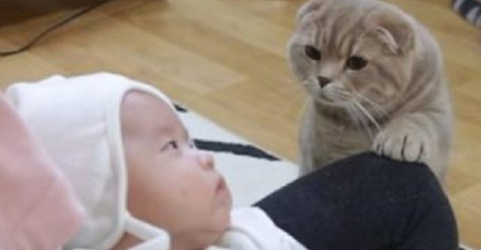 Что делает кошка, когда видит младенца?