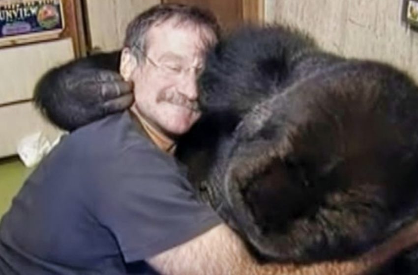 A világ könnyezik a szeretett színész és a gorilla megható kapcsolatán! – De ki ez a világhírű színész?